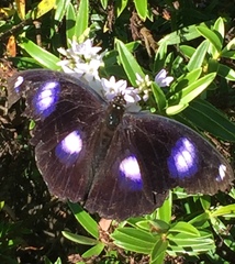 Hypolimnas bolina nerina
