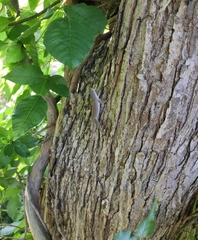 Anolis carolinensis
