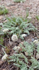 Cymopterus