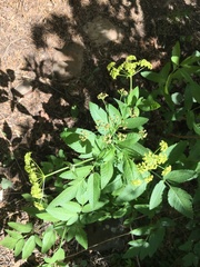 Osmorhiza occidentalis