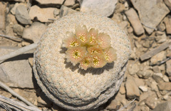 Epithelantha bokei