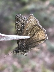Erynnis telemachus