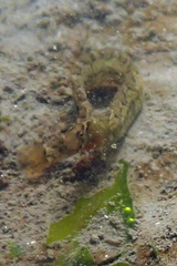 Pholis ornata