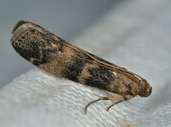 Euzophera pinguis