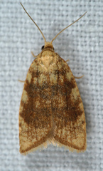 Aleimma loeflingiana