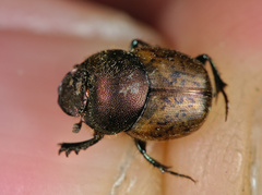 Onthophagus coenobita