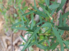 Euphorbia curtisii
