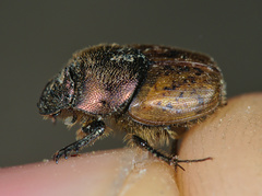 Onthophagus coenobita
