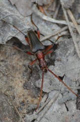 Stenocorus cylindricollis