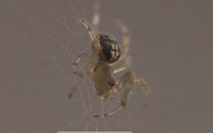 Zygiellinae
