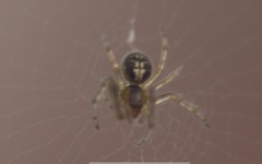 Zygiellinae