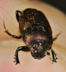 Onthophagus coenobita