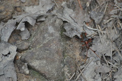 Stenocorus cylindricollis