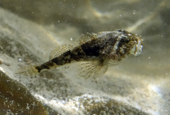 Myoxocephalus polyacanthocephalus
