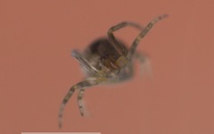 Zygiellinae