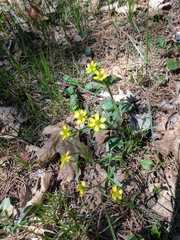 Ranunculus rhomboideus