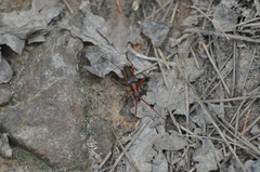 Stenocorus cylindricollis