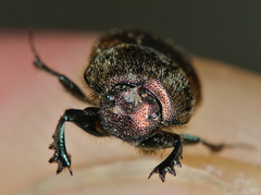 Onthophagus coenobita