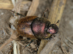 Onthophagus coenobita