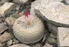 Epithelantha bokei
