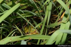 Hyla gratiosa