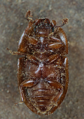 Amphotis marginata