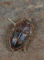 Amphotis marginata