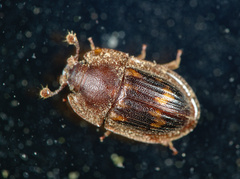Amphotis marginata
