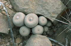 Epithelantha bokei