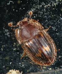 Amphotis marginata