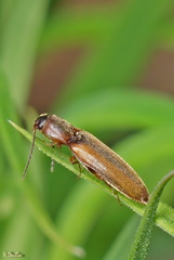 Dalopius marginatus