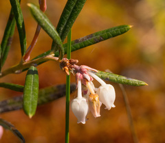 Andromeda polifolia glaucophylla