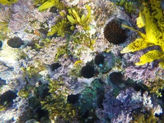 Corynactis australis