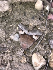 Drasteria perplexa