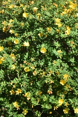 Hypericum patulum