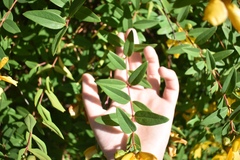 Hypericum patulum
