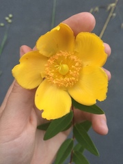 Hypericum patulum
