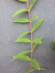 Hypericum patulum