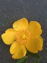 Hypericum patulum