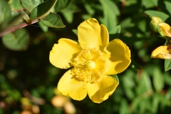 Hypericum patulum