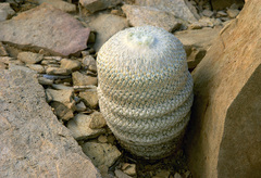 Epithelantha bokei