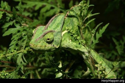 Chamaeleo image
