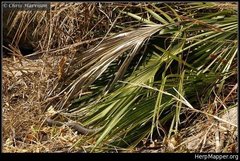 Coluber constrictor paludicola