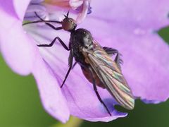 Empis pennipes