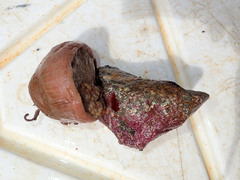 Cribrinopsis similis