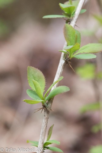 European barberry