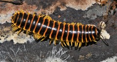 Rudiloria