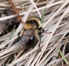 Criorhina
