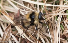 Criorhina