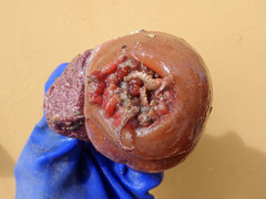 Cribrinopsis similis